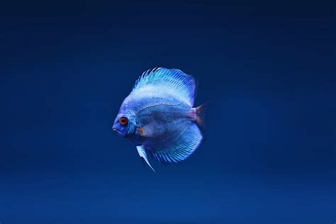 blue discus fish wallpaperhd animals wallpapersk wallpapersimagesbackgroundsphotos