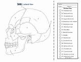 System Skeletal Coloring Science Anatomy sketch template