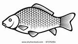 Carp Coloring Designlooter Fish sketch template