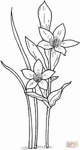 Coloring Narcissus Pages Daffodil Flowers Drawing Printable Color Jonquil Flower Paperwhite Online Colouring Supercoloring Drawings Floral Gif sketch template