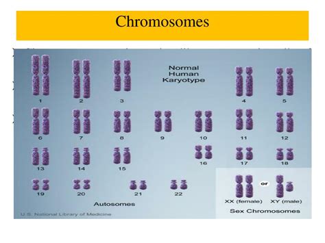 Ppt Chromosomal Abnormalities I Sdk October 21 2013 Powerpoint