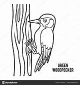 Specht Woodpecker Groene Kleurend Ksenya Savva Kleuterschool sketch template