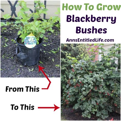 grow blackberry bushes