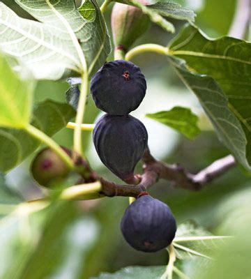 fig fig plant fig plants