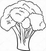 Broccoli Coloring Pages Realistic Template Colouring Coloringbay Picolour sketch template