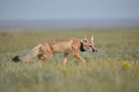 learning  swift foxes    leave  smithsonians