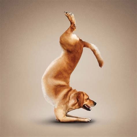 yoga dogs   borris dog yoga dog  yoga dog pictures