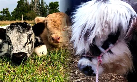 fluffy mini cows  adorable      great pets awareness act