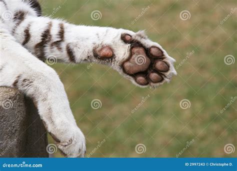 front foot stock  image