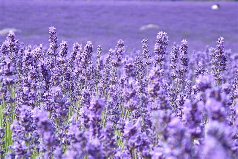 hd lavender flower backgrounds pixelstalknet