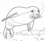 Seal Harp Coloring Getdrawings Drawing sketch template