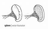 Illustration Spleen Section Cross Anatomy Stock Vein Tributaries Tissue Trabecular Splenic Showing Human Its sketch template