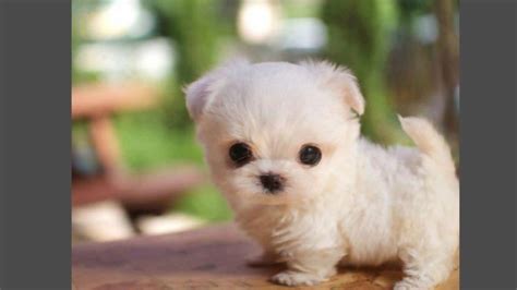 cute puppies funny puppies video compilation  hd