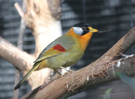 pictures and information on silver eared mesia