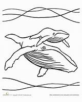 Humpback Coloring Designlooter sketch template