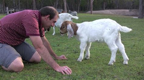 Human Vs Goat Head Butt Youtube