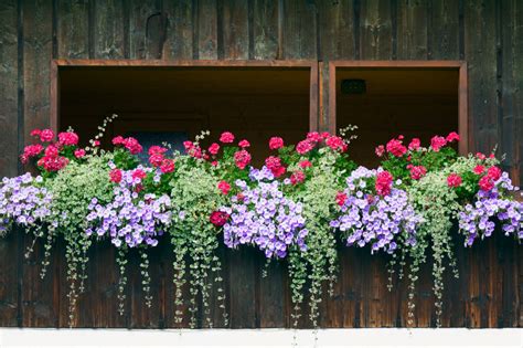 window  balcony flower box ideas  home stratosphere