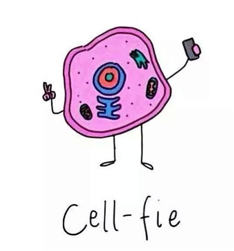 164 Best Those Biology Jokes Though Images On Pinterest Chemistry
