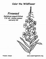 Fireweed Coloring Drawing Wildflower Exploringnature sketch template
