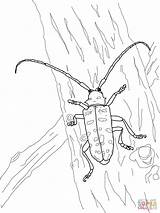 Coloring Beetle Asian Longhorned Pages Printable Drawing Beetles Beelte Drawings Supercoloring Categories 75kb 1600px 1200 sketch template