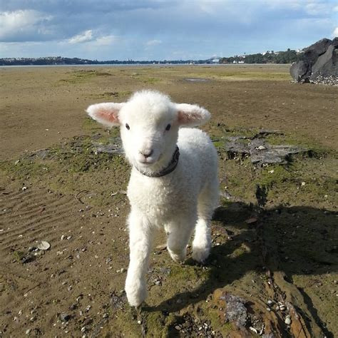 friends  baby lamb schattige fotos