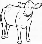 Vacas Krowa Boi Kolorowanki Coloringbay Angus Dla Clarabelle Vaca Sheets Adult sketch template