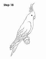 Cockatiel Coloring Nymphensittich Parrot Parrots How2drawanimals Step Mal sketch template