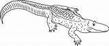 Coloring Alligator Albino Caiman Pages Designlooter Coloringpages101 sketch template
