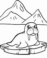 Walrus Kolorowanka Mors Kolorowanki Topcoloringpages Wydruku Lew Rysunek Morski Ausmalen Kucharz Antarktika Arktis Penguin Esquimaux Norte Polo Krze Druku Kolorowankę sketch template