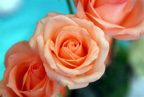 outrageously helpful tips   care  floribunda roses gardenerdy