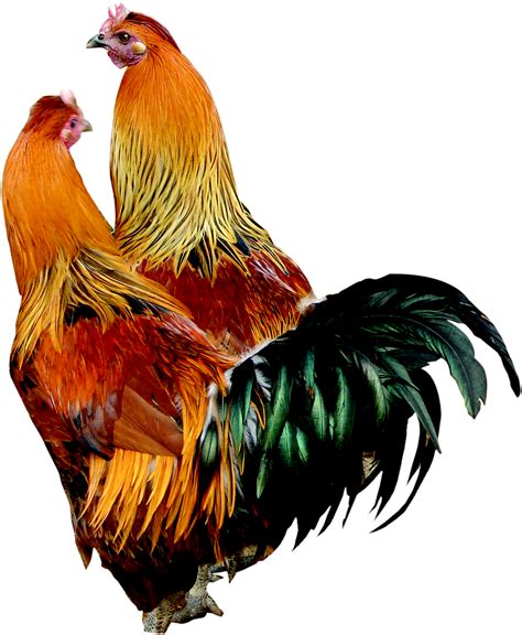 Cock Picture – Telegraph