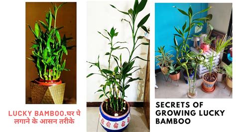 lucky bamboo grow secrets indoors ll easy propagation care
