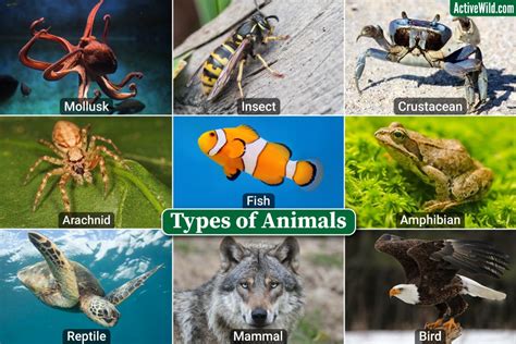 types  animals major animal groups  examples pictures
