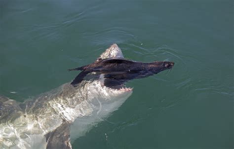 Great White Shark Grabbing A Fur Seal R Before Disaster
