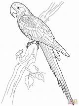 Arara Colorir Aves Macaw Desenhos Araras Supercoloring sketch template