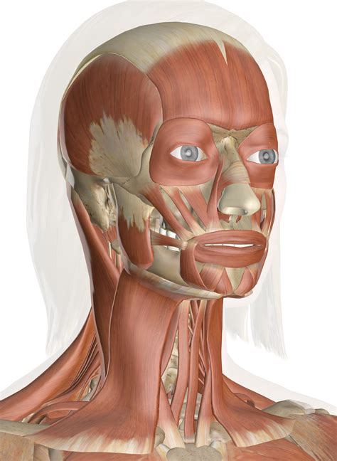 muscles   head  neck anatomy pictures  information