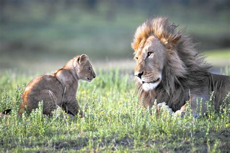hidden consequences  hunting africas lions la times