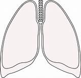 Lungs Lung Clipart Clip Clear Template Cliparts Clipground Transparent Surrealism Coloring Clker Sketch Large Pages Library Webstockreview sketch template