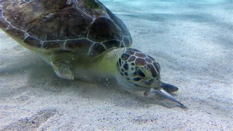 sea turtles eat fish