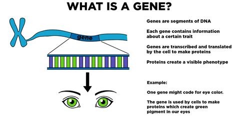 gene definition role  inheritance expii