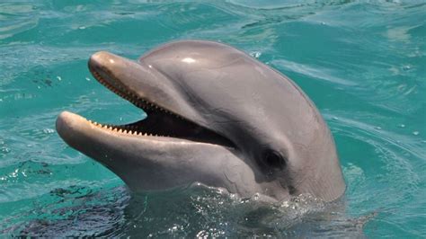 zwemmen met dolfijnen op curacao naarcuracaocom reserveer snel