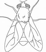 Coloring Fly Animal Pages Kids Choose Board Colouring Insects Coloringsky Insect sketch template