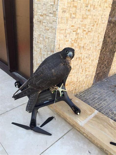falcon brings  drone  dubai  garden