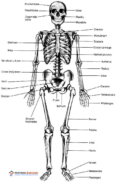 anatomi kerangka tubuh manusia fisiologi tubuh manusia