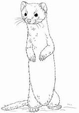 Weasel Coloring Ferret Pages Drawing Long Tailed Standing Clipart Cute Printable Wiesel Drawings Sketches Animal Ermine Weasels Animals Designlooter Click sketch template