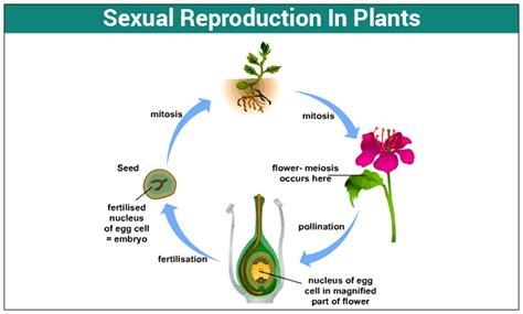 Sexual Reproduction In Plants Pollination Fertilization