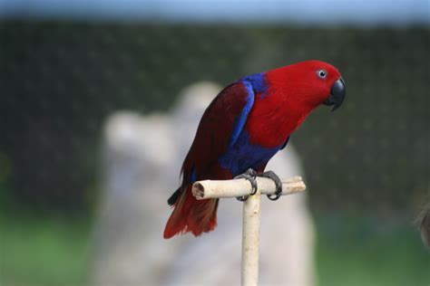fileeclectus parrot eclectus roratus jpg wikimedia commons