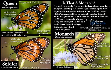 Monarchs Mission Monarchs