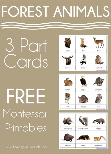 printable montessori  part cards printable templates