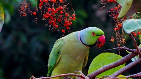 parrots jungleparrots habitatparrots informationparrots breedsweet pet vlog youtube